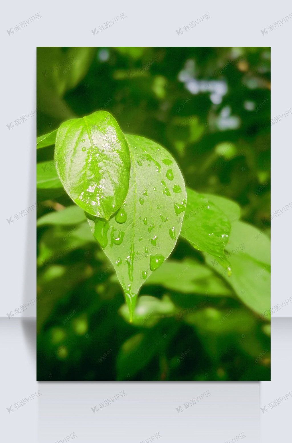 绿色叶子露珠阳光水滴