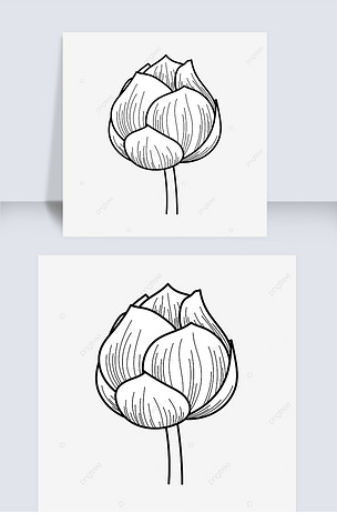 原创黑白线条莲花花苞flower clipart black and white