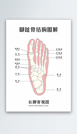 脚趾骨右脚背面结构中英对照图解