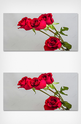 四朵红色玫瑰花纯色背景摄影图