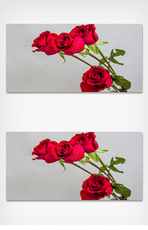 四朵红色玫瑰花纯色背景摄影图