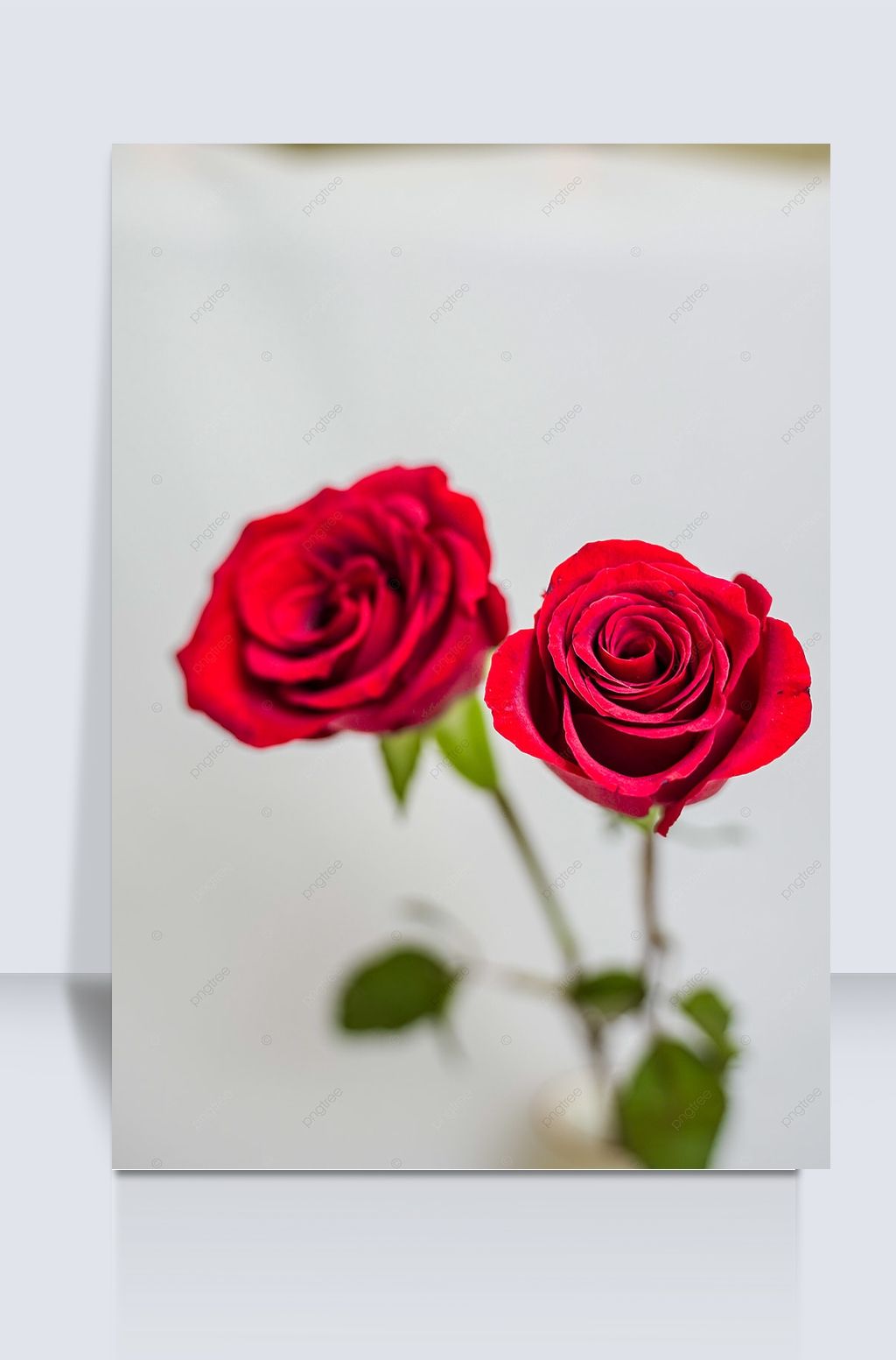 两束娇艳唯美玫瑰花摄影图