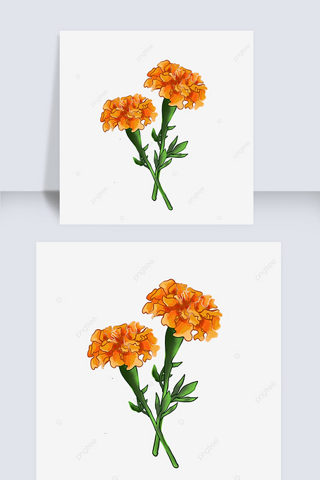 金黄色手绘万寿菊鲜花