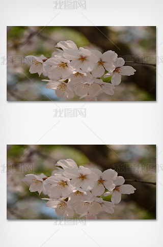 纯洁白色东京樱花