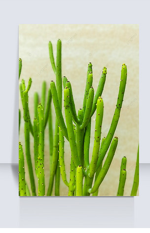 绿色多肉珊瑚摄影图