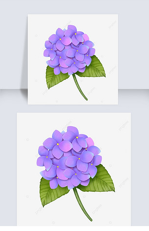 手绘紫色绣球花