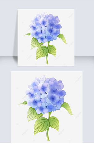 手绘风格蓝色绣球花