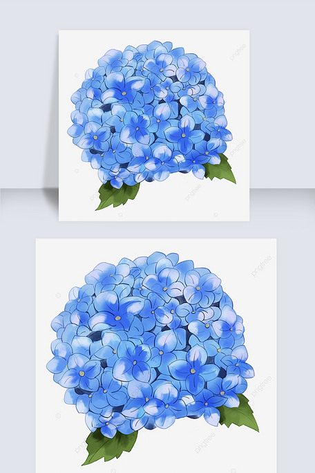 手绘蓝色盛开绣球花