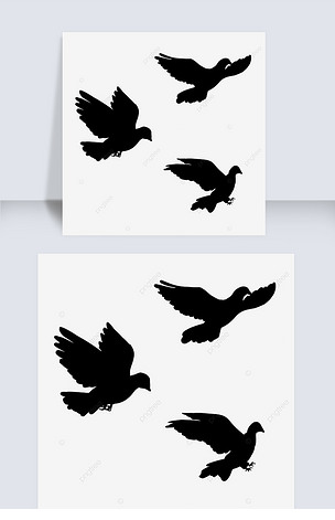 鸽子飞行轨迹剪影
