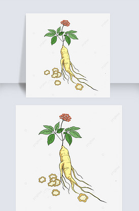 中药材中医中药人参参片