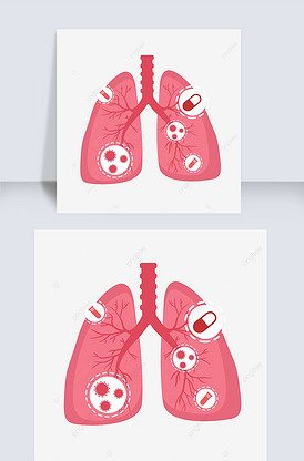 人体器官肺红色的肺
