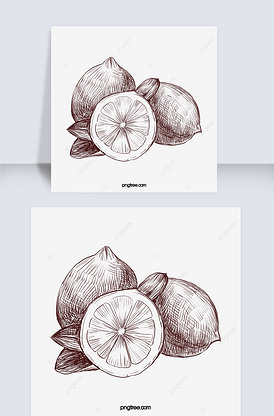 柠檬黑白植物线描植物