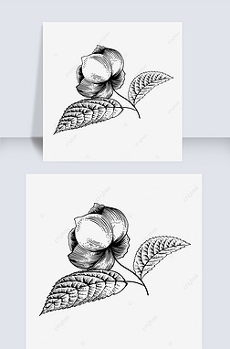 黑白线描花专题模板-黑白线描花图片素材下载-我图网