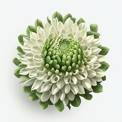数字艺术作品3D白绿色菊花模型1