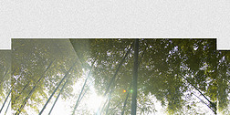 4K实拍自然唯美阳光竹林逆光视频素材