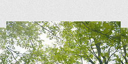 4K實拍自然森林唯美陽光穿透樹葉視頻素材