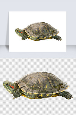 2022年绿色动物乌龟免抠图设计元素素材