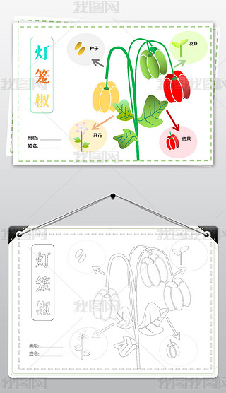 word简单漂亮易学中小学灯笼椒成长记小报