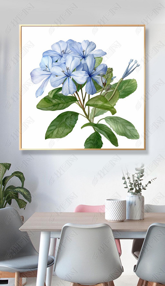 Plumbago auriculata Lamɫƻϸͼ