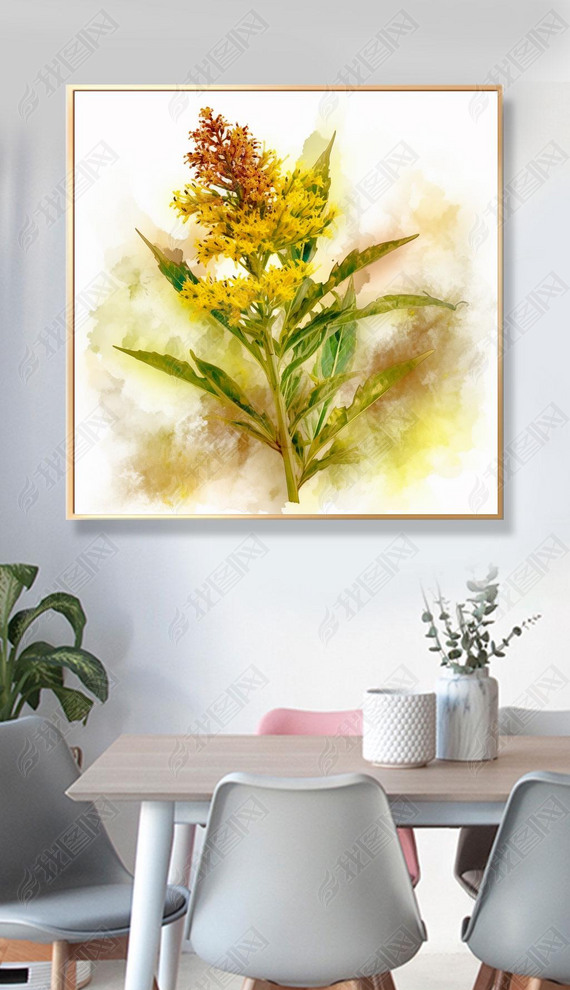 Solidago canadensis L ˮʷ ɫ 34 ϸͼ