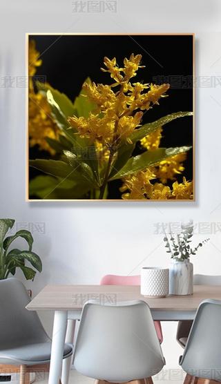 ͸漣Solidago canadensis LĹѧЧӦʸ