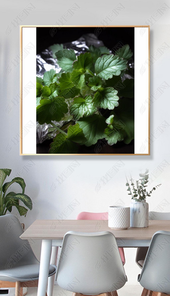 Lamium Maculatumϻƽ͸͹ѧЧ