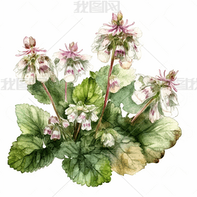 Lamium maculatum ˮʷ ͼ ɫϸ