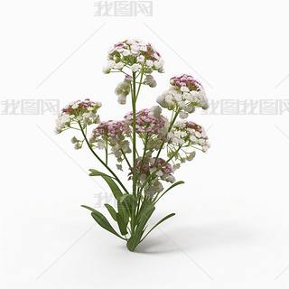 Alyssumྰͼ