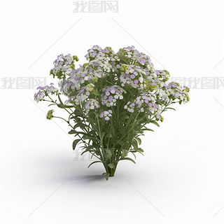 ׵׸Alyssumྰͼ