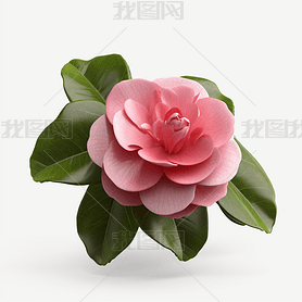 Camellia ĸƷϸڸ׵ײͼ