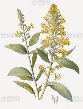 Solidago canadensis L ˮʷ ׵ ϸ 34