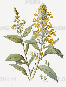 Solidago canadensis L ˮ ׵ ϸ 34