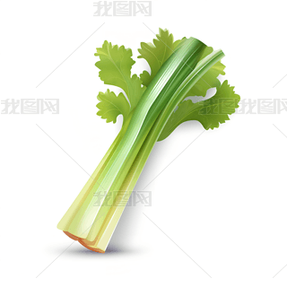 芹菜图案矢量图可爱的数字绘画真实超详细的元素设计