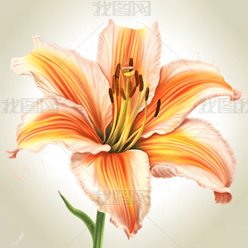 廭ʸͼ Day Lily  Clipart  ֻ滭