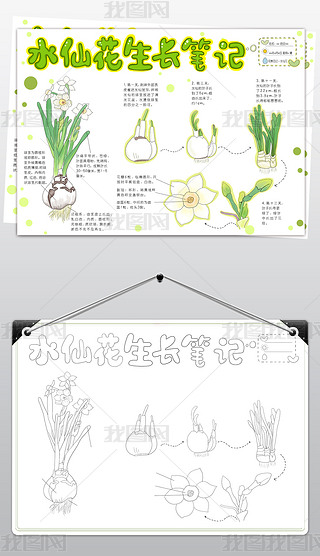 原创水仙花成长笔记手抄报
