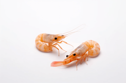 纯白色背景下的海鲜调味品干虾皮虾米图片 (11)高清摄影图