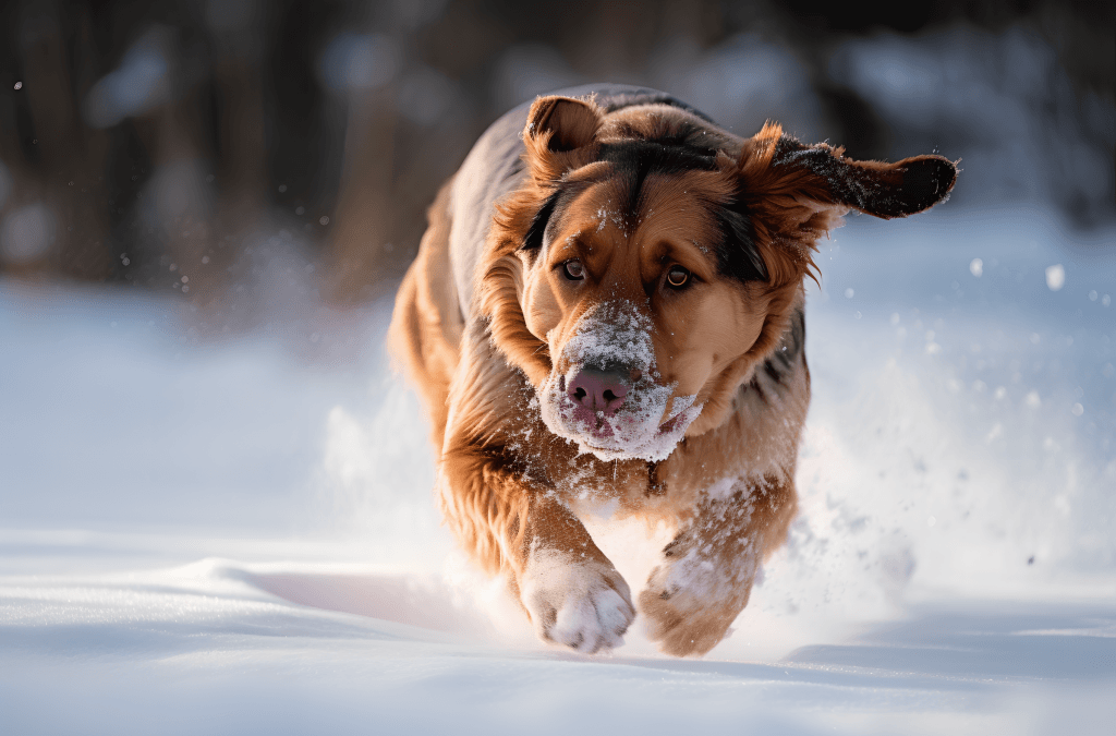 搜救犬在雪地里行走图片