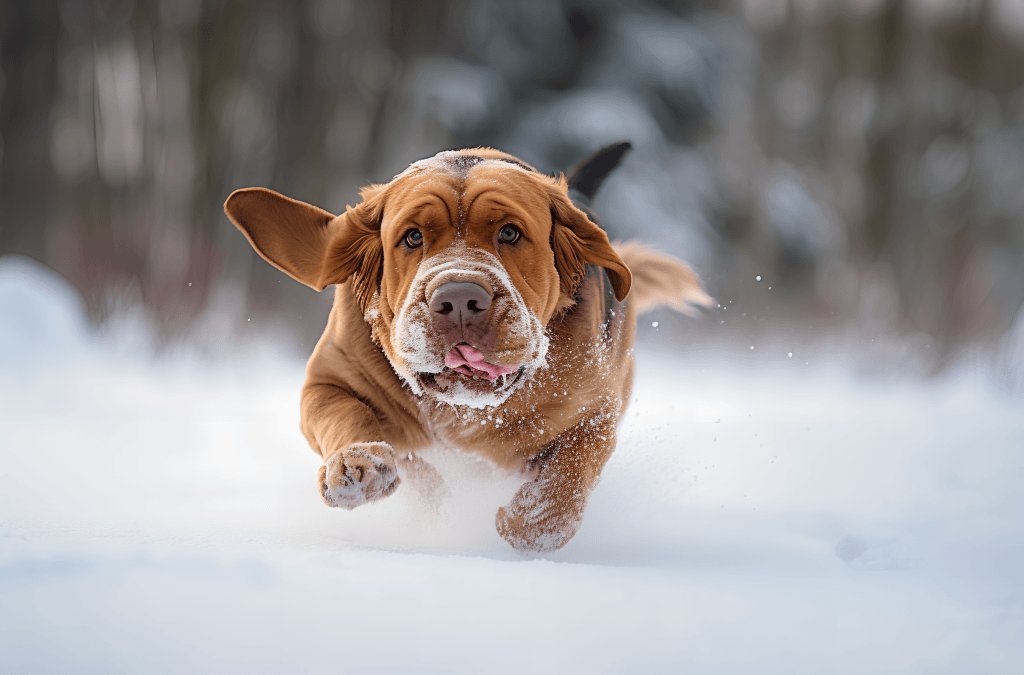 搜救犬在雪地里行走图片