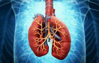 人体结构心脏和肺的前视图照片元素