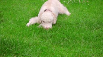 Whitepoodledoglyingongrass.Cutepuppyeatinggrass.Playfuldogsniffing