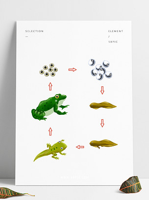 动物生长过程蝌蚪青蛙