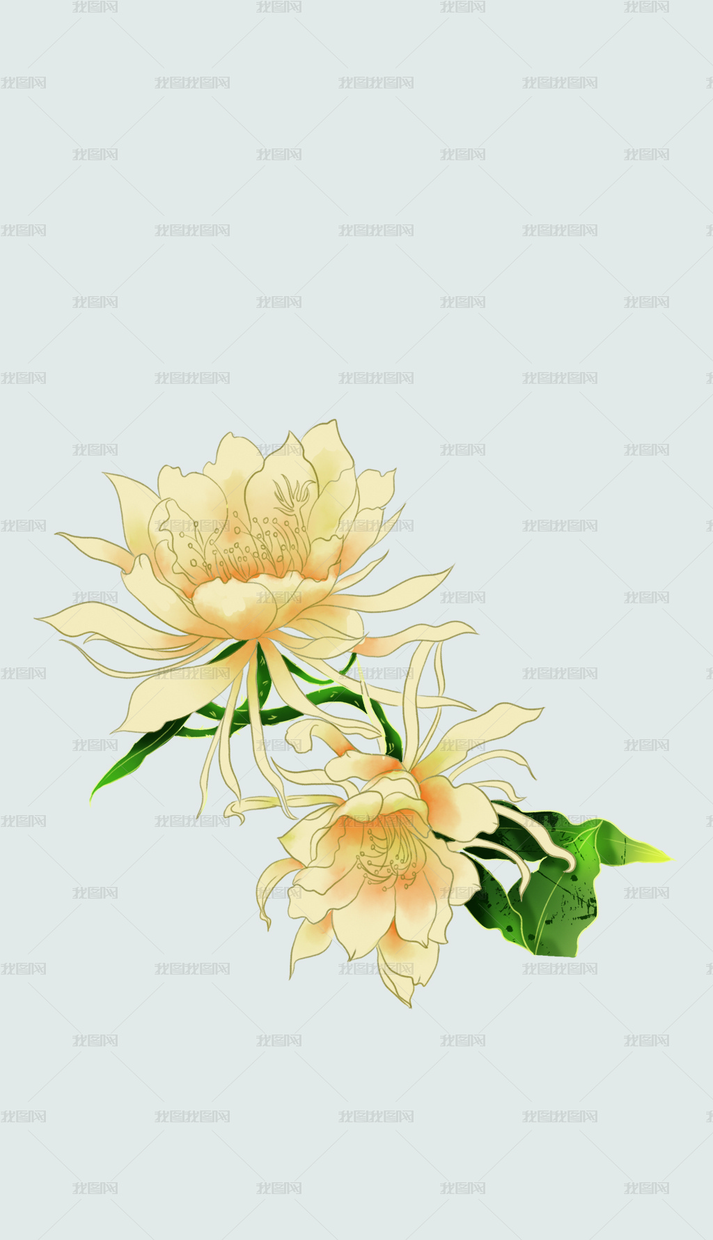 花卉昙花插画手绘元素下载-编号33328887-植物花卉插画-我图网
