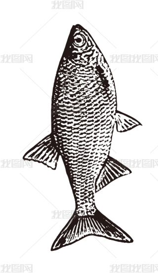 黑白元素 矢量图鱼