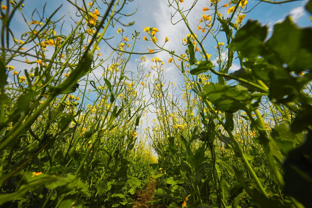 中国河北省张家口沽源县天鹅湖景区油菜花田素材简介我图网提供中国