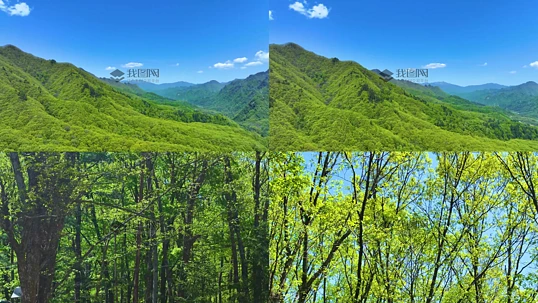 4K����ɽ���λ�Ψ���⾳ɭ�ֶྵͷ