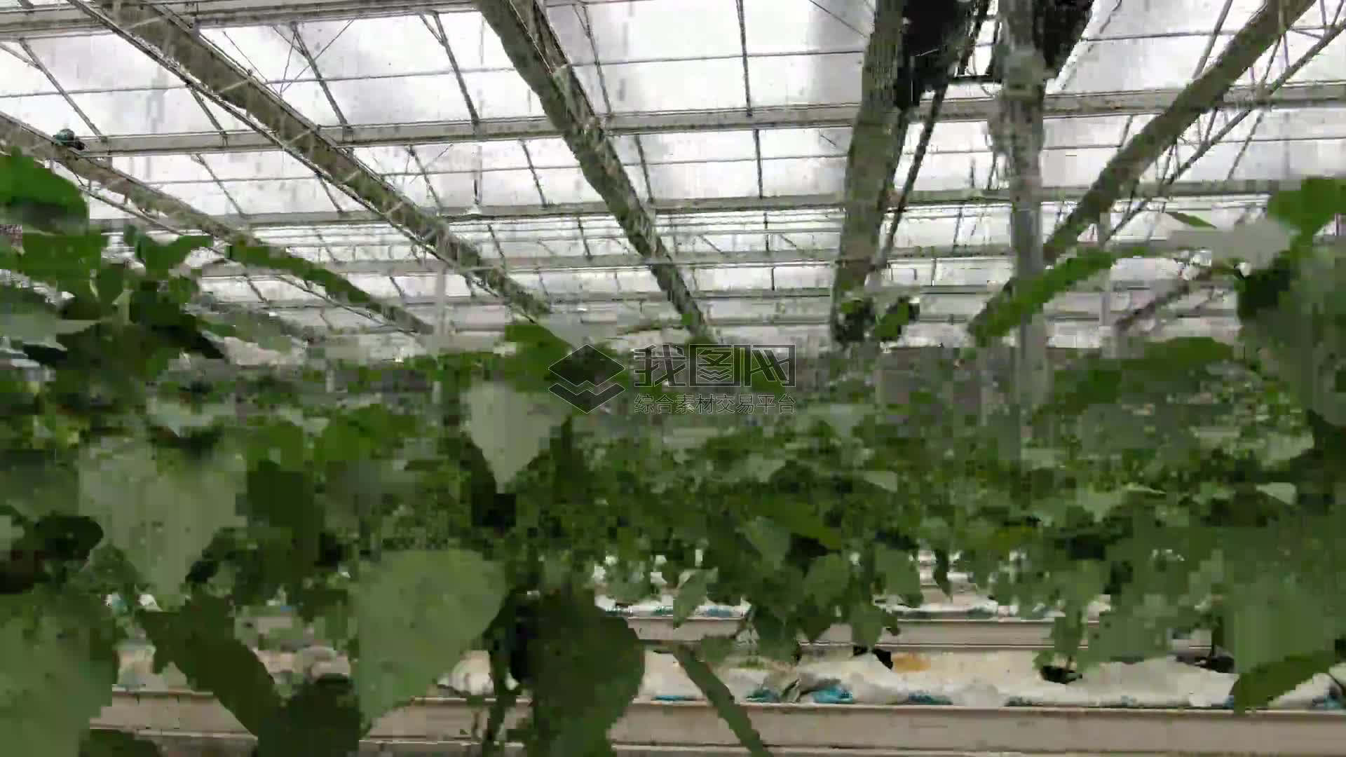 探秘中京农业：有机农产品、绿色产品与业内评价全解析