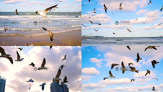 ɳ̲����������ĺ�ŸȺ.mp4