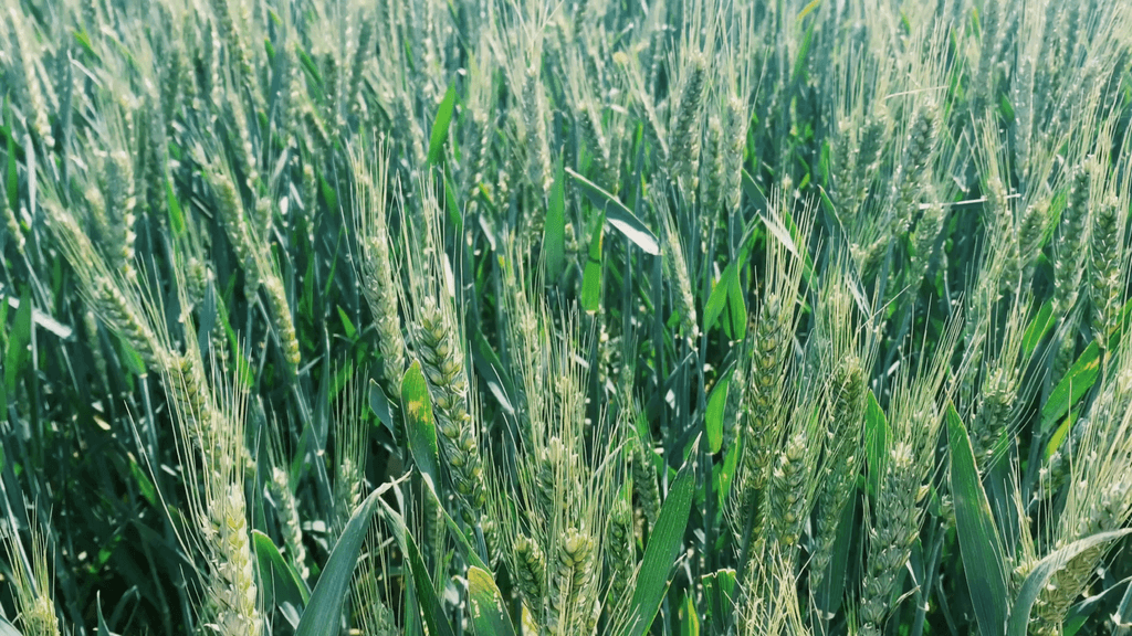 农作物小麦4k高清实拍视频素材
