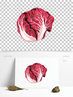 手绘甘蓝免抠元素|手绘水彩紫色植物紫甘蓝矢量