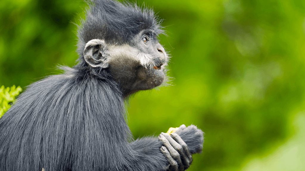 4k黑叶猴栖息觅食吃水果